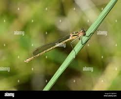 Attēlu rezultāti vaicājumam “Lestes sponsa”