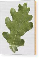 Attēlu rezultāti vaicājumam “Quercus robur leaf”