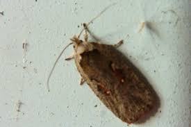 Attēlu rezultāti vaicājumam “Agonopterix ocellana”