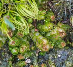 Attēlu rezultāti vaicājumam “Lophozia excisa”