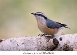 Image result for Sitta canadensis