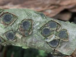 Attēlu rezultāti vaicājumam “Biscogniauxia marginata”