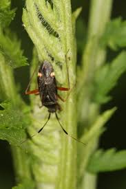 Attēlu rezultāti vaicājumam “Closterotomus biclavatus”