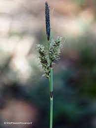 Attēlu rezultāti vaicājumam “Carex dioica male flower”
