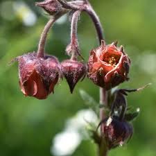 Attēlu rezultāti vaicājumam “Geum rivale fruit”