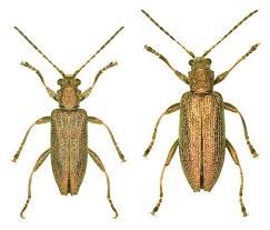 Attēlu rezultāti vaicājumam “Donacia”