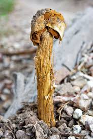 Attēlu rezultāti vaicājumam “Physarum penetrale stalked”