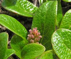 Attēlu rezultāti vaicājumam “Salix x doniana flower”