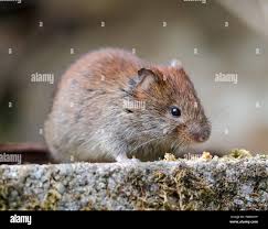 Attēlu rezultāti vaicājumam “Myodes glareolus”