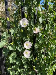 Attēlu rezultāti vaicājumam “Calystegia inflata”
