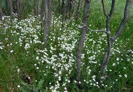 Attēlu rezultāti vaicājumam “Cerastium arvense flower”