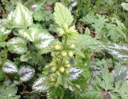 Attēlu rezultāti vaicājumam “Lamiastrum galeobdolon bud”