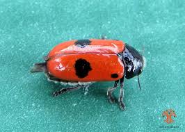 Attēlu rezultāti vaicājumam “Clytra quadripunctata”