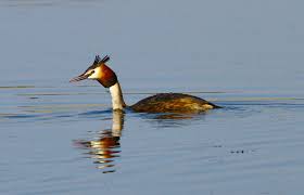 Attēlu rezultāti vaicājumam “Podiceps cristatus adult”