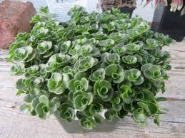 Attēlu rezultāti vaicājumam “Phedimus spurius leaf”