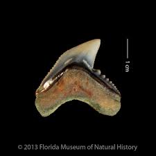 Image result for Galeocerdo cuvier