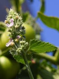 Image result for Nepeta cataria