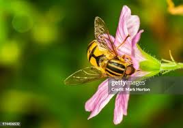 Attēlu rezultāti vaicājumam “Helophilus sp.”