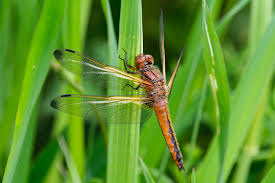 Attēlu rezultāti vaicājumam “Libellula fulva”
