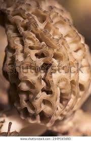 Attēlu rezultāti vaicājumam “Morchella sp.”