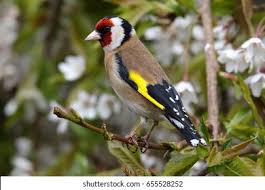 Attēlu rezultāti vaicājumam “Carduelis carduelis adult”