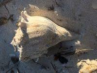 Image result for Sinistrofulgur perversum