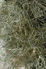 Attēlu rezultāti vaicājumam “Bryoria capillaris”