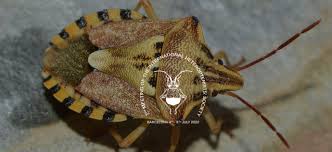 Attēlu rezultāti vaicājumam “Heteroptera”