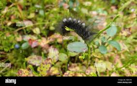 Attēlu rezultāti vaicājumam “Gynaephora selenitica larva”