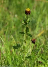 Attēlu rezultāti vaicājumam “Trifolium spadiceum flower”
