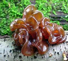 Attēlu rezultāti vaicājumam “Tremella ramalinae”