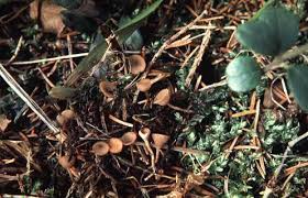 Attēlu rezultāti vaicājumam “Myriosclerotinia scirpicola”