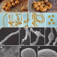 Attēlu rezultāti vaicājumam “Hemitrichia lutescens macro”