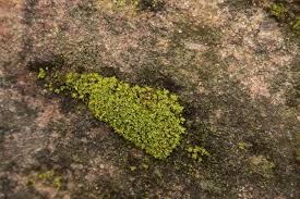 Attēlu rezultāti vaicājumam “Tortula lingulata”