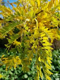 Attēlu rezultāti vaicājumam “Gleditsia triacanthos flower”