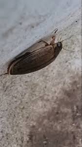 Attēlu rezultāti vaicājumam “Hydrochara caraboides”