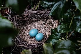 Attēlu rezultāti vaicājumam “nest”