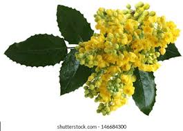 Attēlu rezultāti vaicājumam “Mahonia aquifolium flower”