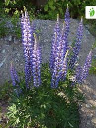 Attēlu rezultāti vaicājumam “Lupinus polyphyllus”
