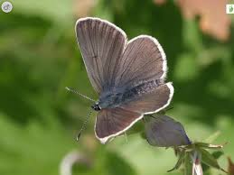 Attēlu rezultāti vaicājumam “Eumedonia eumedon underside”