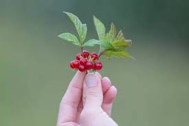 Attēlu rezultāti vaicājumam “Rubus saxatilis fruit”