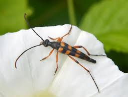 Attēlu rezultāti vaicājumam “Strangalia attenuata”