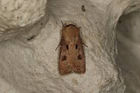 Attēlu rezultāti vaicājumam “Agrotis exclamationis”