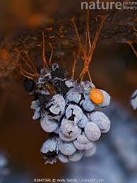 Attēlu rezultāti vaicājumam “Badhamia affinis spores”