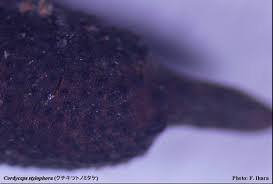 Attēlu rezultāti vaicājumam “Cordyceps stylophora”