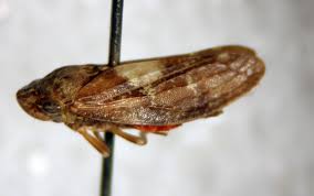 Attēlu rezultāti vaicājumam “Auchenorrhyncha”