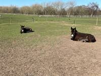 Image result for Weybridge Equestrian Centre