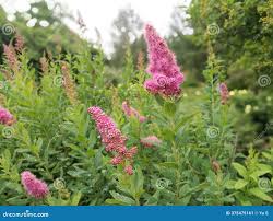 Attēlu rezultāti vaicājumam “Spiraea salicifolia”