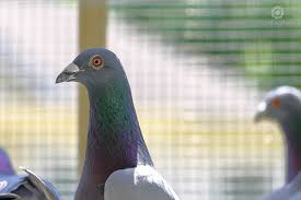 Image result for Meridian Racing Pigeon Lofts