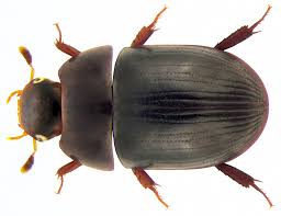 Attēlu rezultāti vaicājumam “Hydrophilidae”